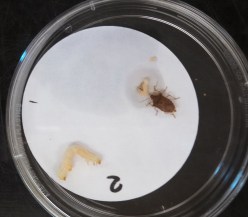 IMG_20150616_132019_715