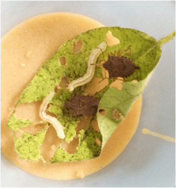 Preadotrs in a cup.png