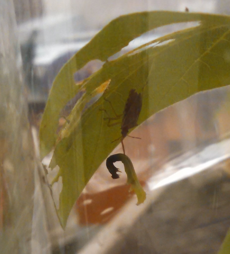 Soldier bug eats cat